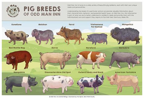 Pig Breeds of Odd Man Inn: An Illustrated Guide – Odd Man Inn - Online Store