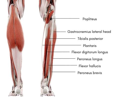 Popliteus Muscle | Anatomy and Function