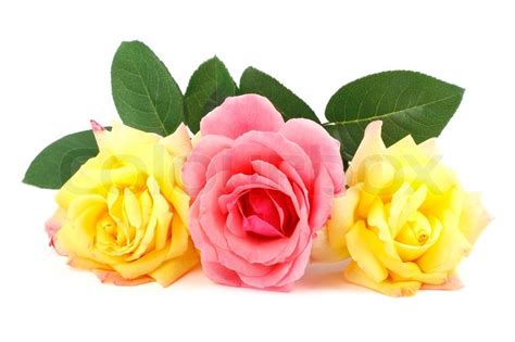 Pink and yellow roses isolated on white | Stock image | Colourbox