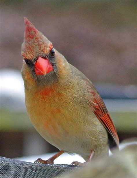 Female Cardinal - Birds and Blooms