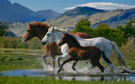 Loving Horses Wallpapers - Entertainment Only