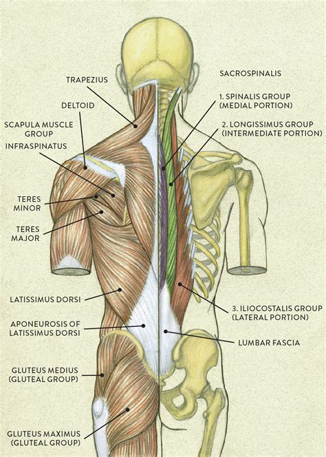 Acquire Back Anatomy Free Images - Www