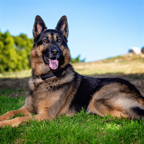 Full 4K Collection of Amazing German Shepherd Dog Images - Over 999 Top Picks