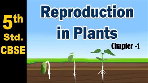 Reproduction In Plants Class 7 Diagram