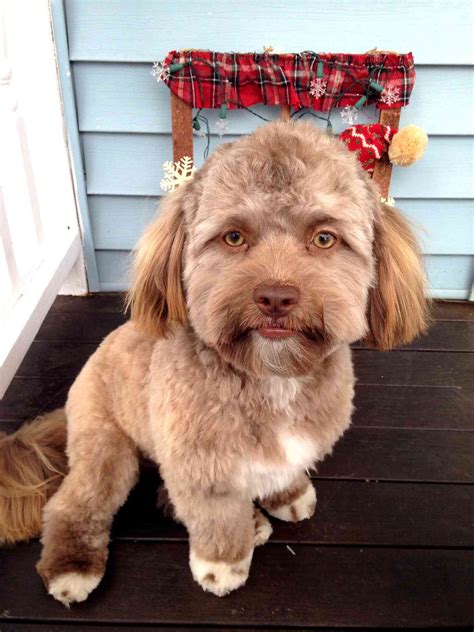 Dog Yogi has Very Human Face, Photo Goes Viral | PEOPLE.com