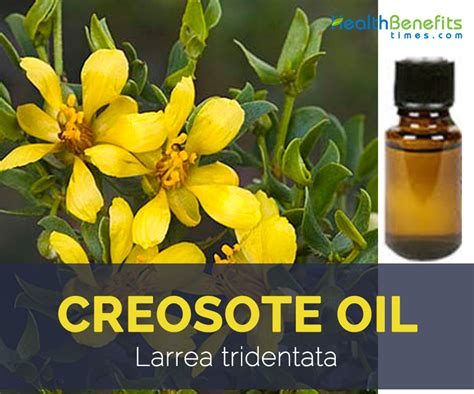 Creosote Oil facts and health benefits