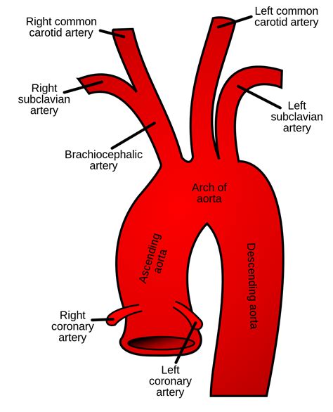 Subclavian artery - Wikipedia