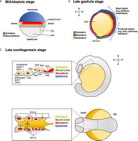 Zebrafish Embryo Stages