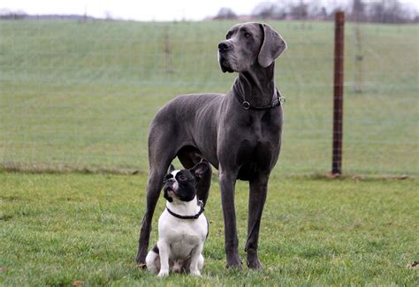 Great Dane | Description, Temperament, Lifespan, & Facts | Britannica