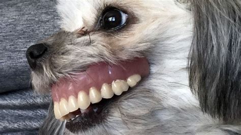 This Shih Tzu Stole Grandad's Dentures and the Photos Are Hilarious | The Dog People by Rover.com