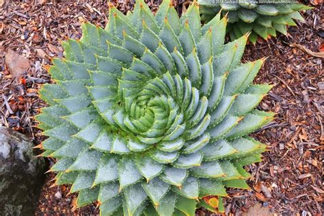 Aloe polyphylla (Spiral Aloe)