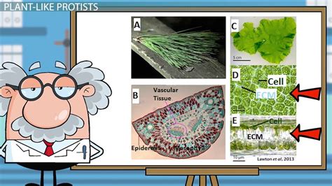 Plant-Like Protists | Characteristics & Examples - Lesson | Study.com