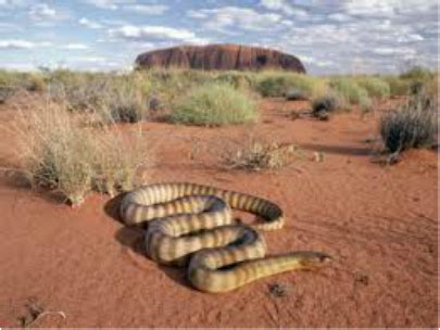 Desert Scrub Biome - Welcome to bAUMAN-NATION