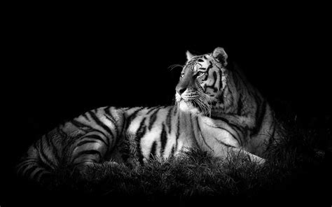 Black And White Tiger Pictures ~ Tiger Wallpaper 4k Dark Wallpapers Background Hd Darkness ...