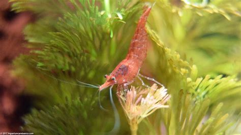 Red Cherry Shrimp, Care, Feeding, Tank Mates & Lifespan