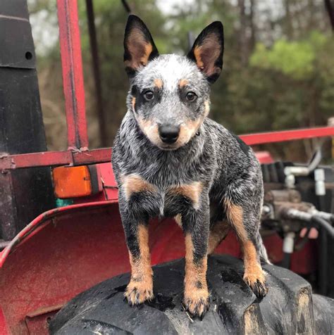 172 Blue Heeler Dog Names for Your Hardworking Herder