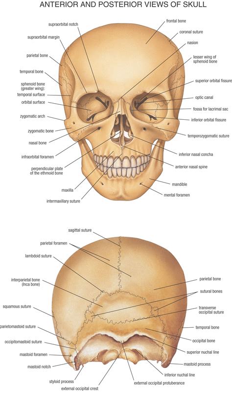 How Many Bones In The Face And Head / The Bones Of The Head And Face Canvas Print Canvas Art By ...