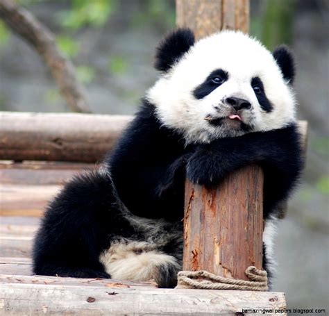 Super Cute Baby Pandas | Wallpapers Gallery