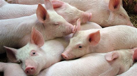 FDA approves genetically engineered pigs for food and transplants | Live Science