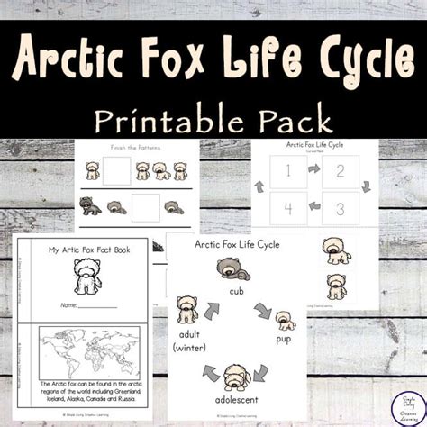 Arctic Fox Life Cycle Printable Pack - Simple Living. Creative Learning