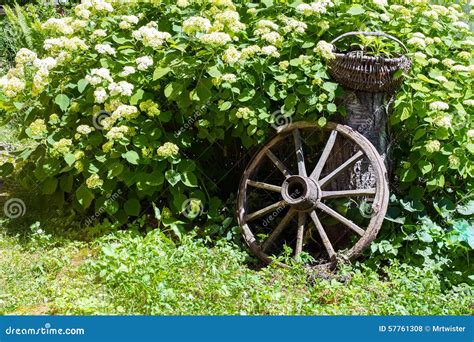 Old Wagon Wheel Garden Decoration Stock Photo - Image of decoration, flower: 57761308