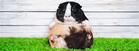 50 Great Names for Guinea Pigs » Petsoid