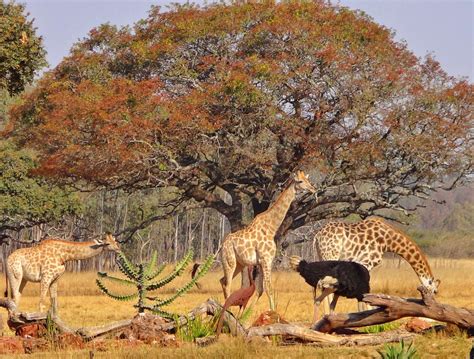 Wild is Life Wildlife Sanctuary Zimbabwe