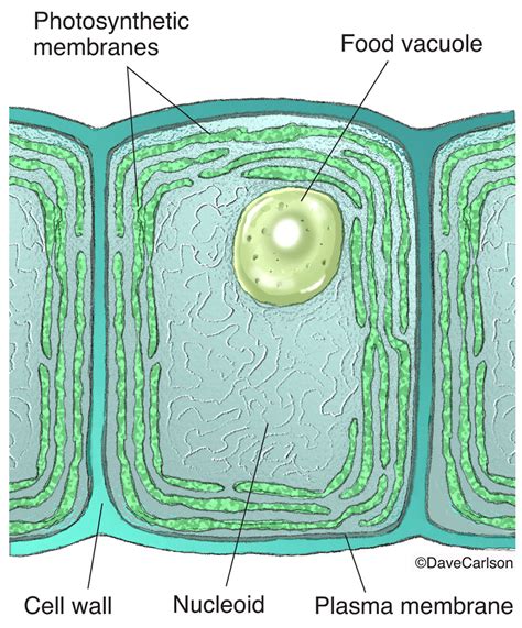 Cyanobacteria Cell Structure | Carlson Stock Art