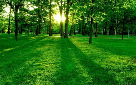 Beautiful Green Grass Wallpapers | Grass wallpaper, Spring wallpaper, Scenery