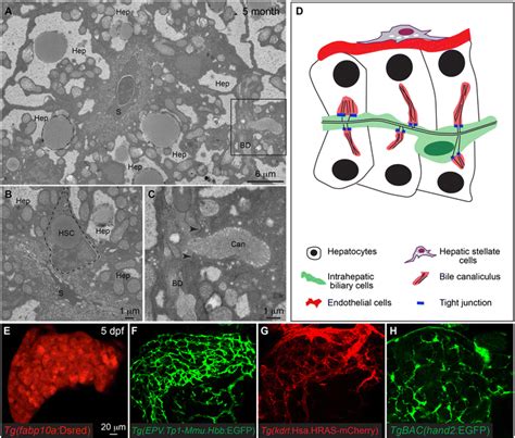 Anatomy of zebrafish liver. a–b Transmission electron microscopy images... | Download Scientific ...