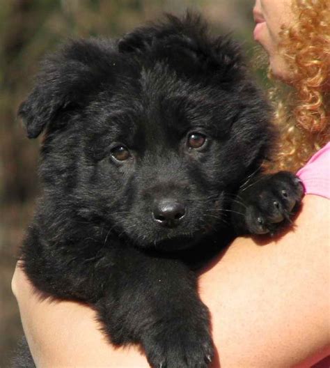 Long Haired Black German Shepherd Puppies For Sale | PETSIDI