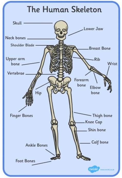 What are Bones Made of? | Bones in the Human Body | Wiki