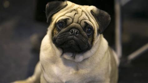 30 Best Dog Names For Perfect Pugs [PICTURES] - DogTime