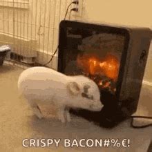 Funny Pig GIFs | Tenor