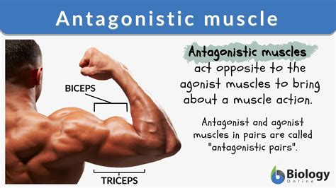 Agonist Muscle - Biology Simple