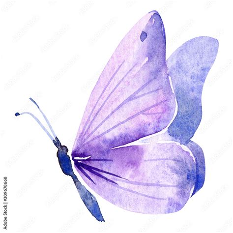 purple butterfly on an isolated white background, watercolor painting Stock Illustration | Adobe ...