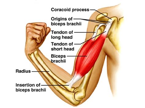 Partial Bicep Tear Symptoms: Train Smart And Avoid Injury - SpotMeBro.com