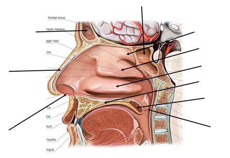 Nasal cavity Diagram | Quizlet