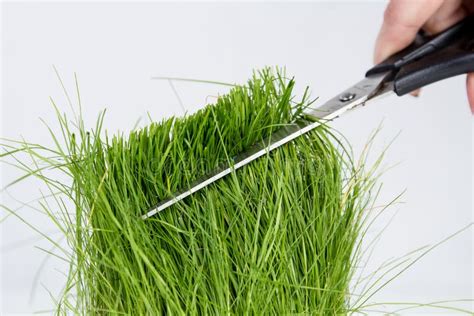 Scissors Cutting Fresh Grass Stock Photo - Image of brightly, plant: 10938582