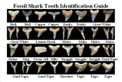 Shark Tooth Identification Poster : However, the great white shark is universally known by its ...