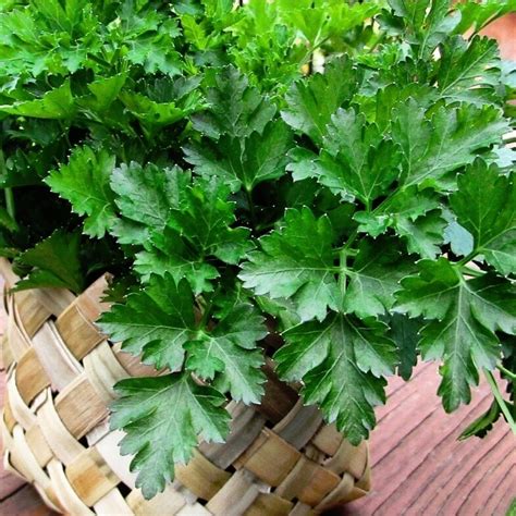 Italian Parsley seeds | The Seed Collection