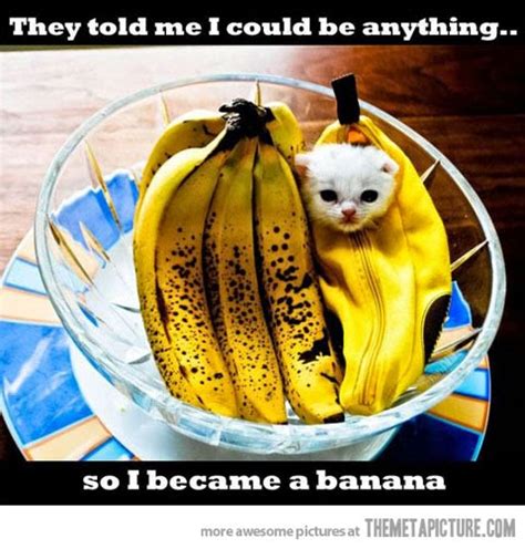 Cute Cat and Funny Cat: They told me I could be anything.. so I became a banana.