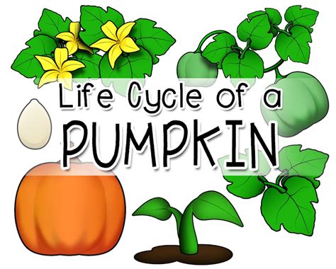 Life Cycle of a Pumpkin Clipart Pumpkin Life Cycle Clipart - Etsy