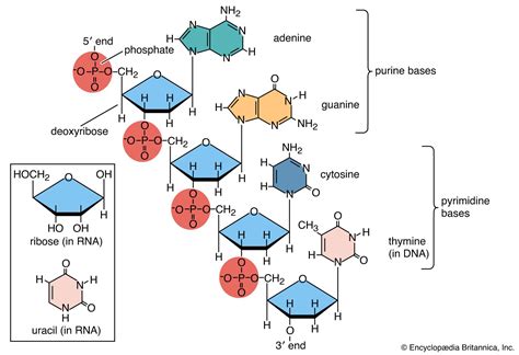 Biomolecule | Definition, Structure, Functions, Examples, & Facts | Britannica