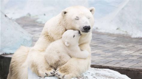 Polar Bear With Cubs 4K HD Wallpapers | HD Wallpapers | ID #30992