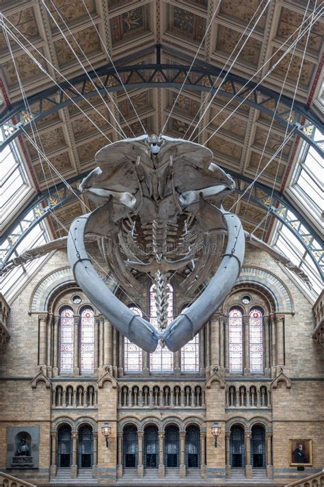 Blue Whale Skeleton in the Natural History Editorial Stock Image - Image of natural, museum ...