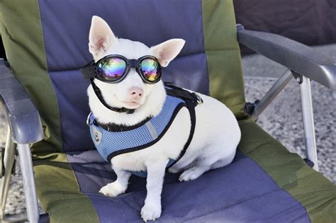 Dog Sunglasses | Best Dog Goggles and Sunglasses