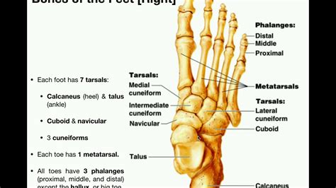 Foot Bones Labeled