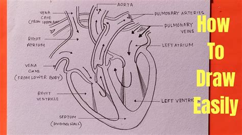 42+ How To Draw Simple Heart Diagram Gif | World of Images