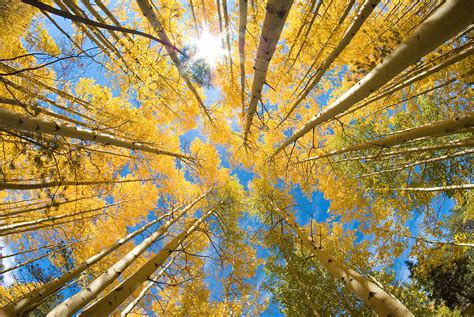 Aspen Trees Looking Up Photograph by John Hoffman